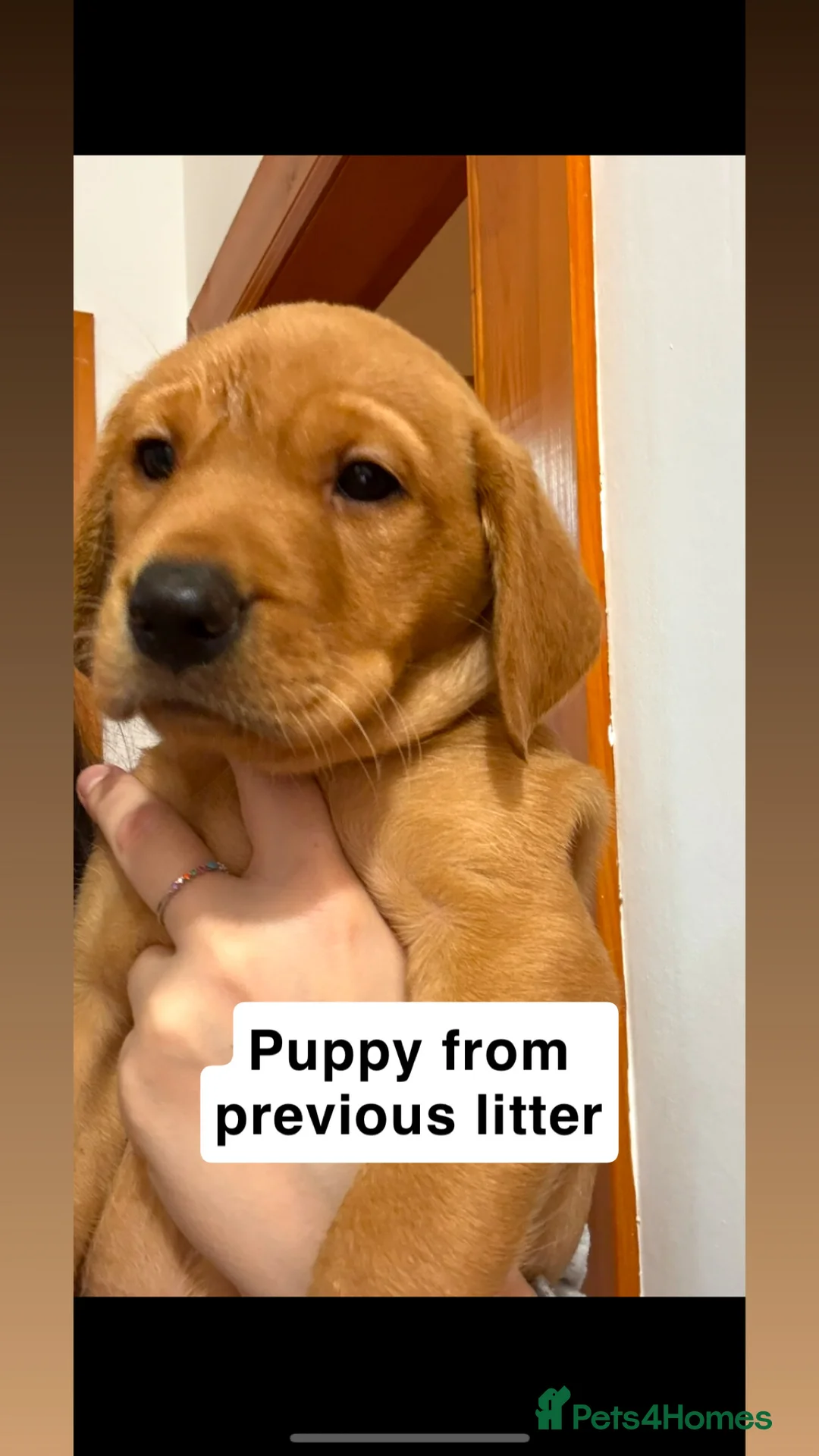 Labrador Retriever dogs for stud: 🌟 Kennel Club Registered Proven Labrador Stud 🌟 in Dundee - Advert 29