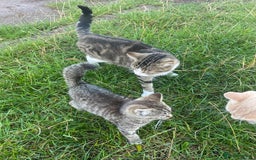 British Shorthair cats for sale: *One Gorgeous Tabby Girl Left* - Image 7