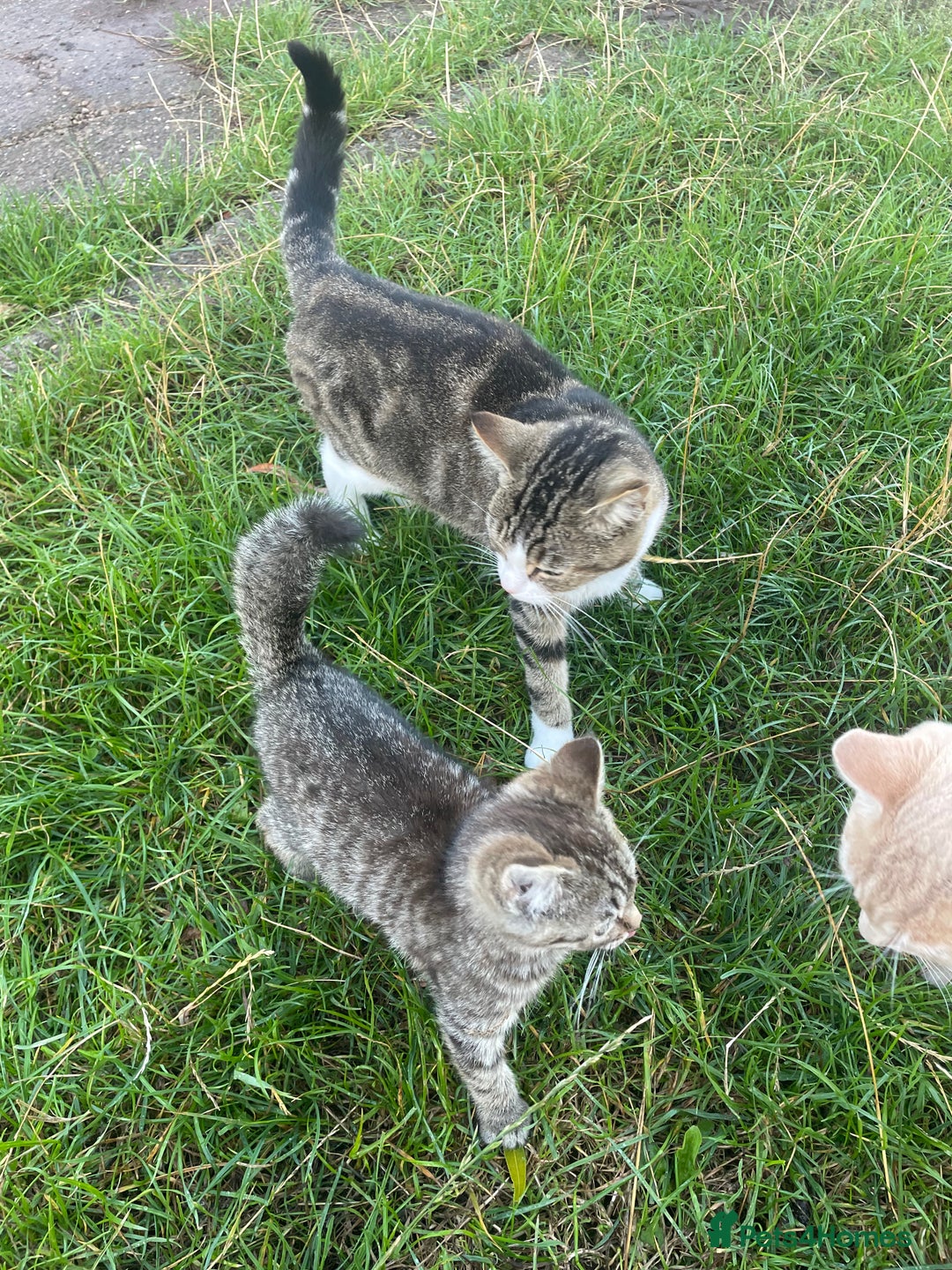 British Shorthair cats for sale: *One Gorgeous Tabby Girl Left* - Image 7