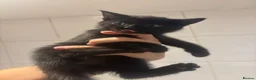 Domestic Shorthair cats for sale: Beautiful kittens for sale - Advert 13