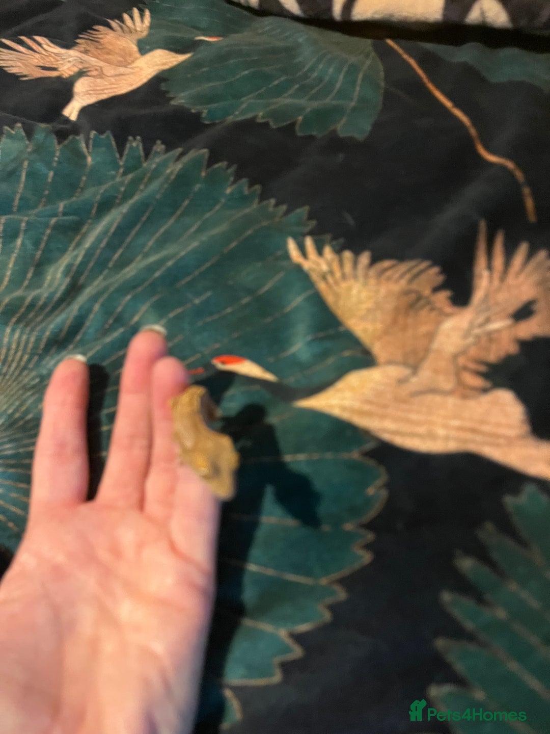 Gecko reptiles for sale: Crested gecko babies  - Advert 7