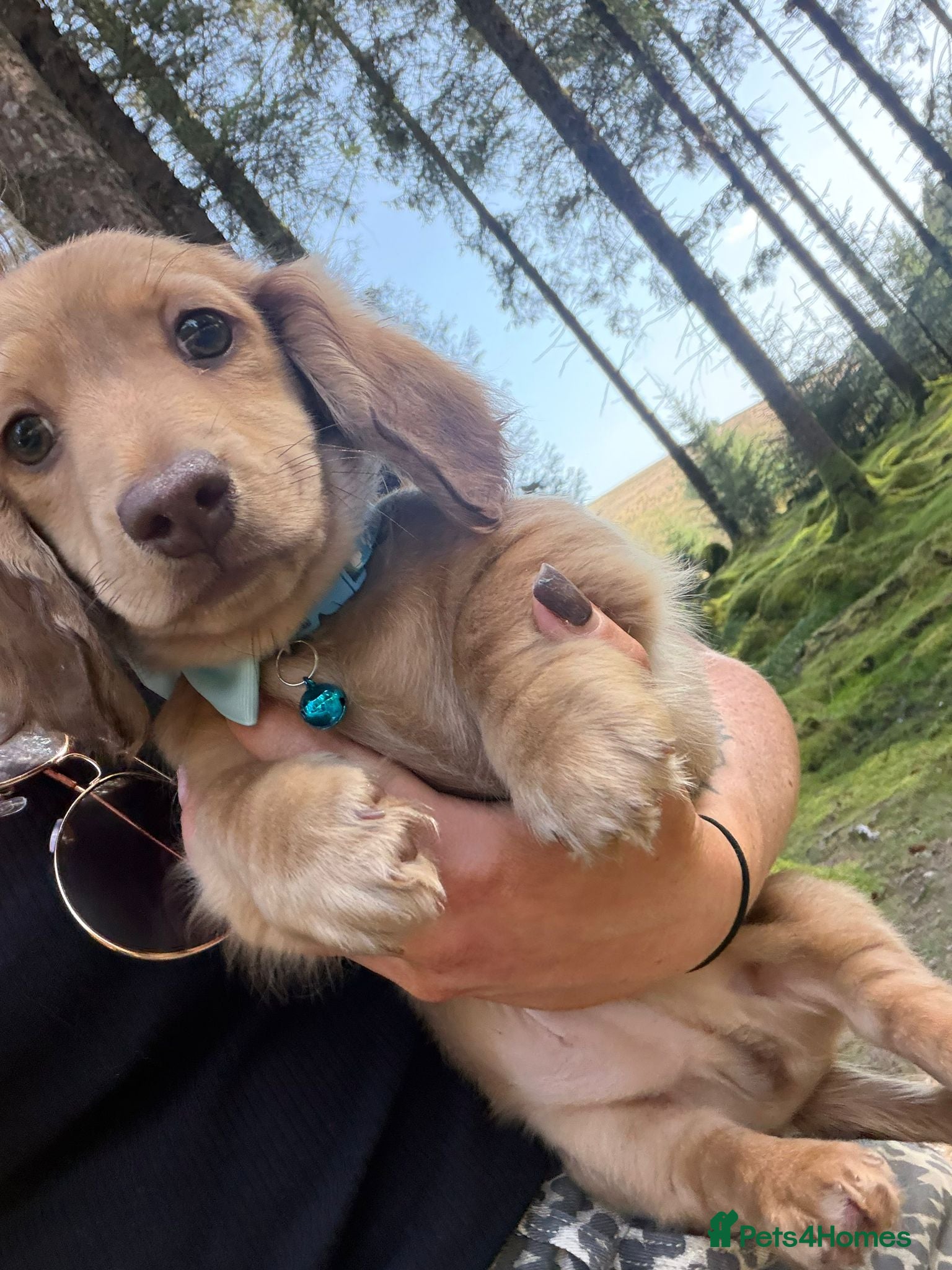 Miniature Dachshund dogs Miniature long-haired Dauchund, kc, puppies  - Advert 1