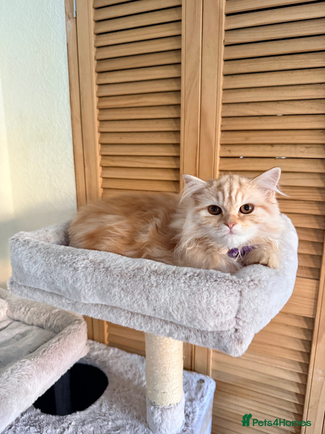 Scottish Fold cats for sale: Scottish Fold Kitten  - Image 4