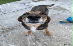 Mixed Breed dogs for adoption: DOTTY – 9 years old, Female, Mixed Breed - Image 4