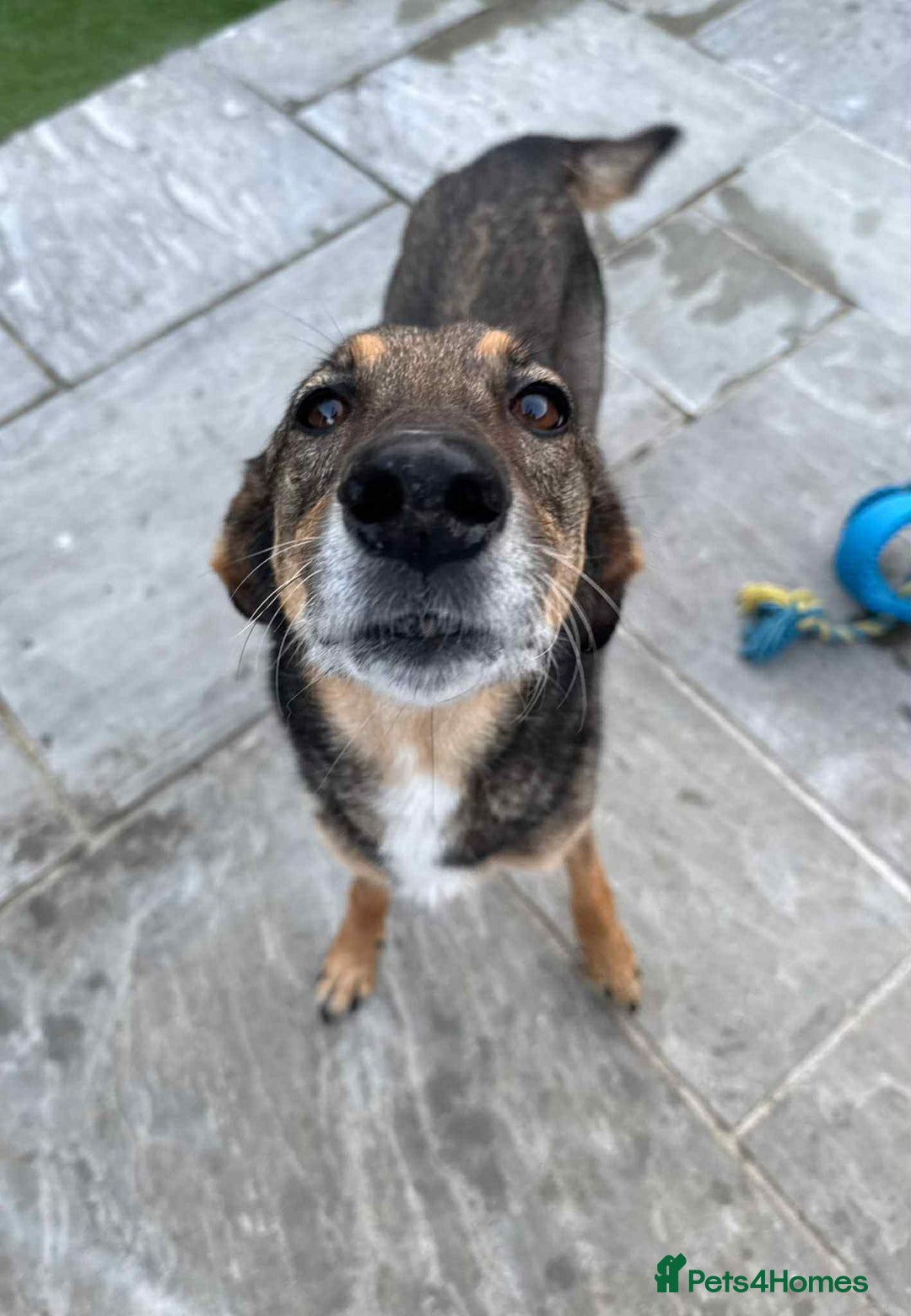 Mixed Breed dogs for adoption: DOTTY – 9 years old, Female, Mixed Breed - Image 4