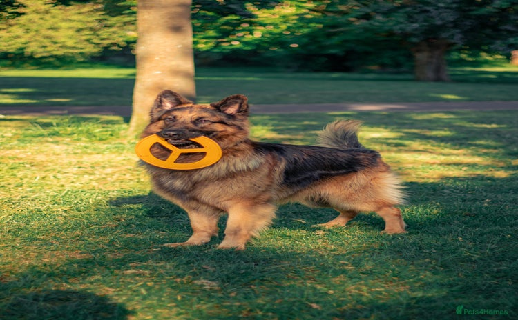 German Shepherd dogs - Advert 8
