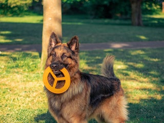 German Shepherd dogs - Advert 14