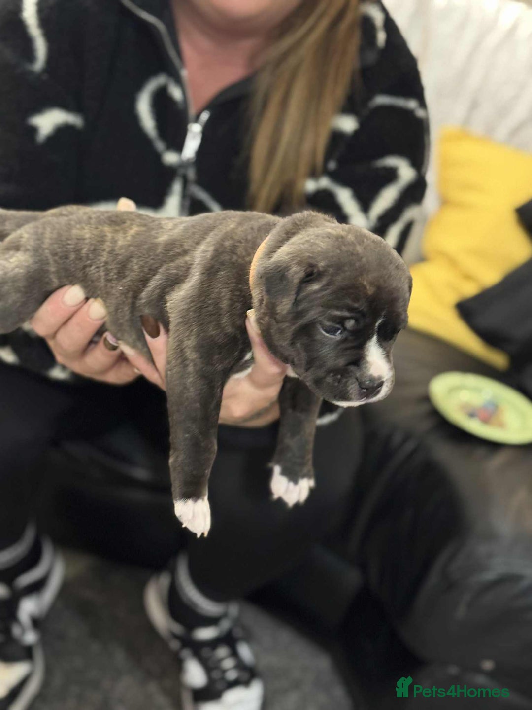 Staffordshire Bull Terrier dogs for sale: Kc registered Staffordshire bull terriers - Advert 5