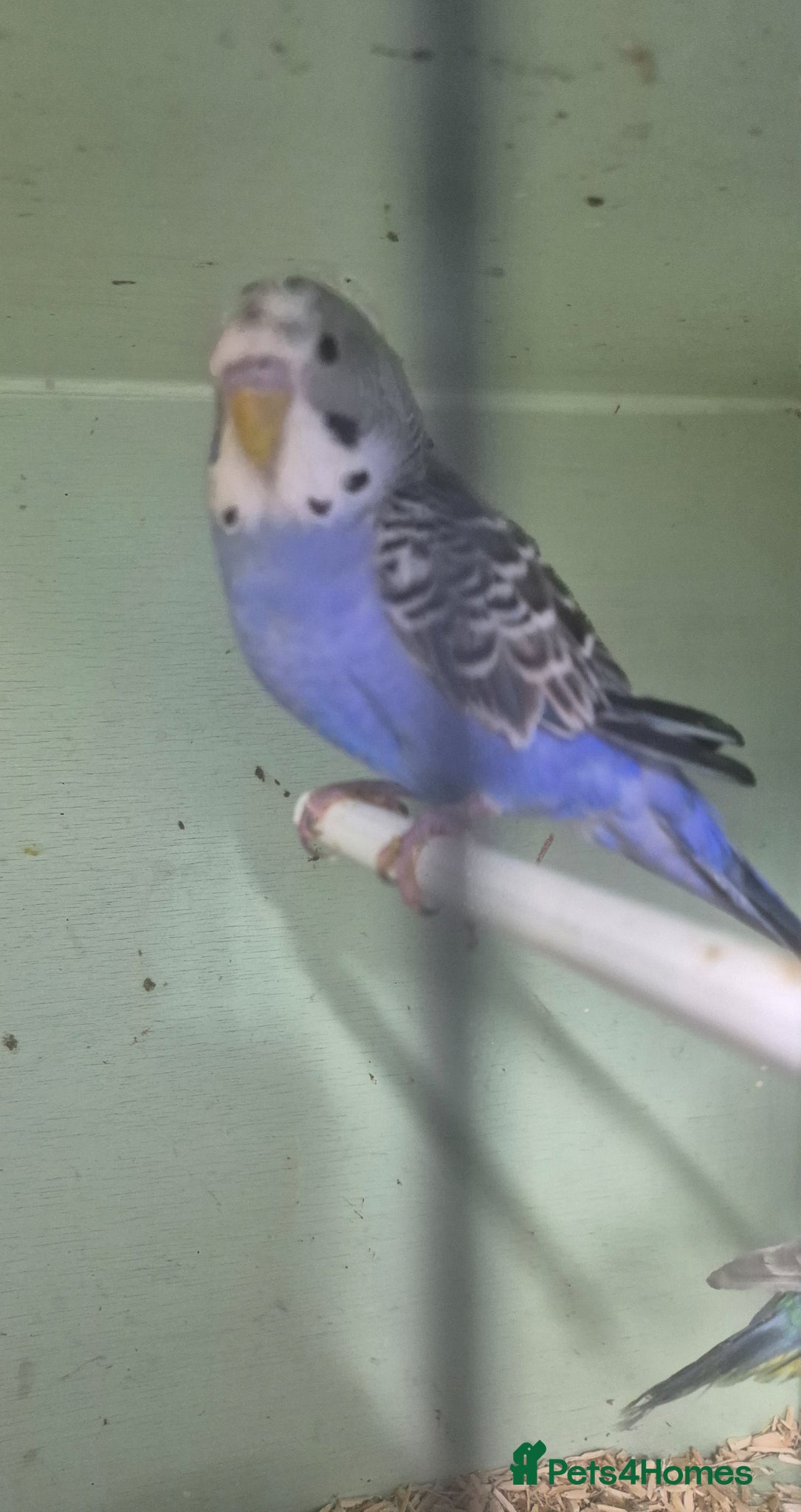 Budgerigars birds for sale: 🐦 Budgies Available 🐦 - Advert 1