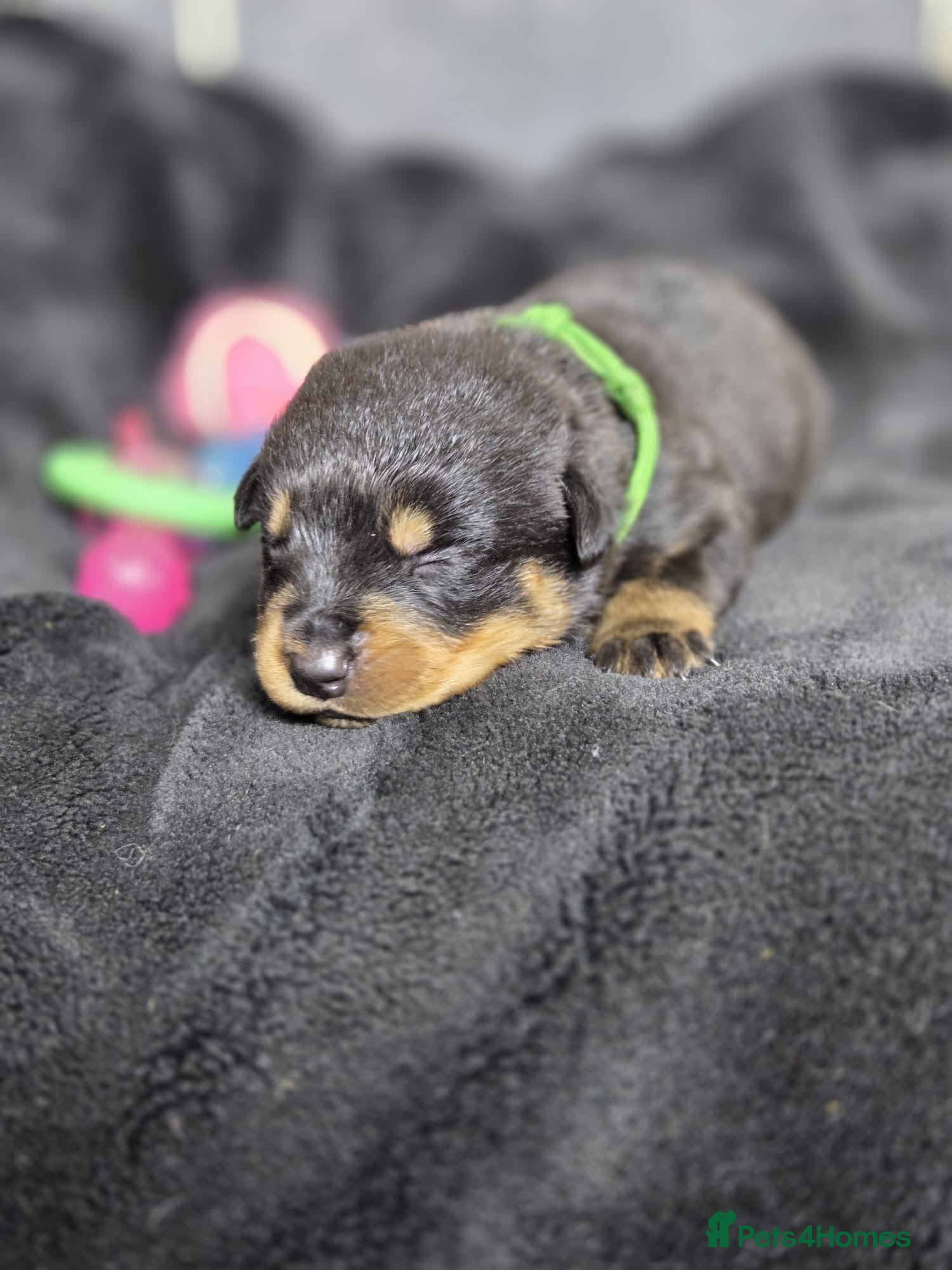 Rottweiler dogs Stunning Rottweiler pups - Advert 1