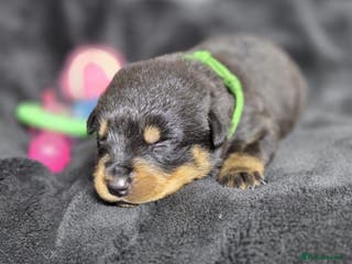 Rottweiler dogs Stunning Rottweiler pups - Advert 3