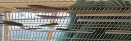 Canaries birds for sale: Mixed green gloster canaries for sale  - Advert 3
