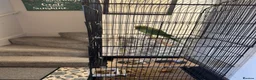Ringnecks birds for sale: Green ringneck female parrot. - Advert 2