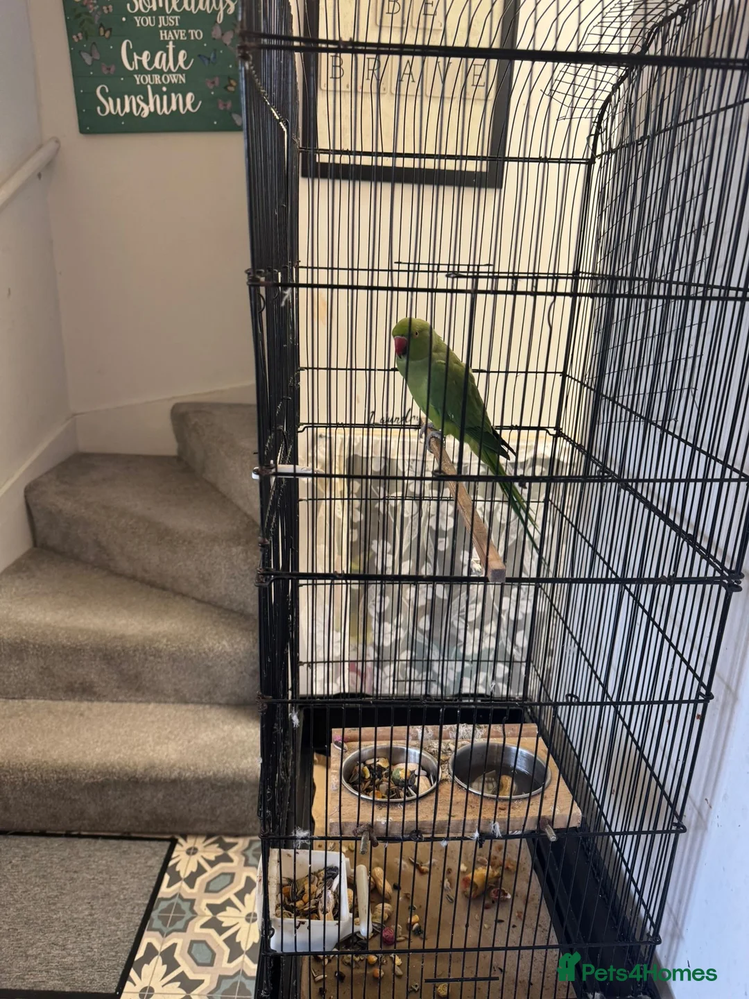 Ringnecks birds for sale: Green ringneck female parrot. - Advert 2
