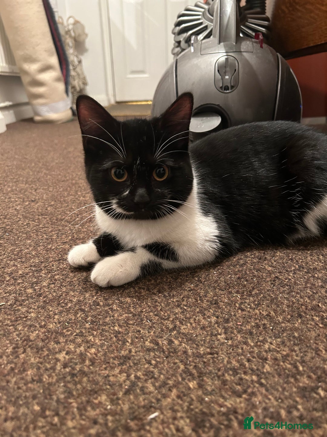 Domestic Shorthair cats for sale: 3 Kittens for sale, 1 boy and 2 girls - Advert 6