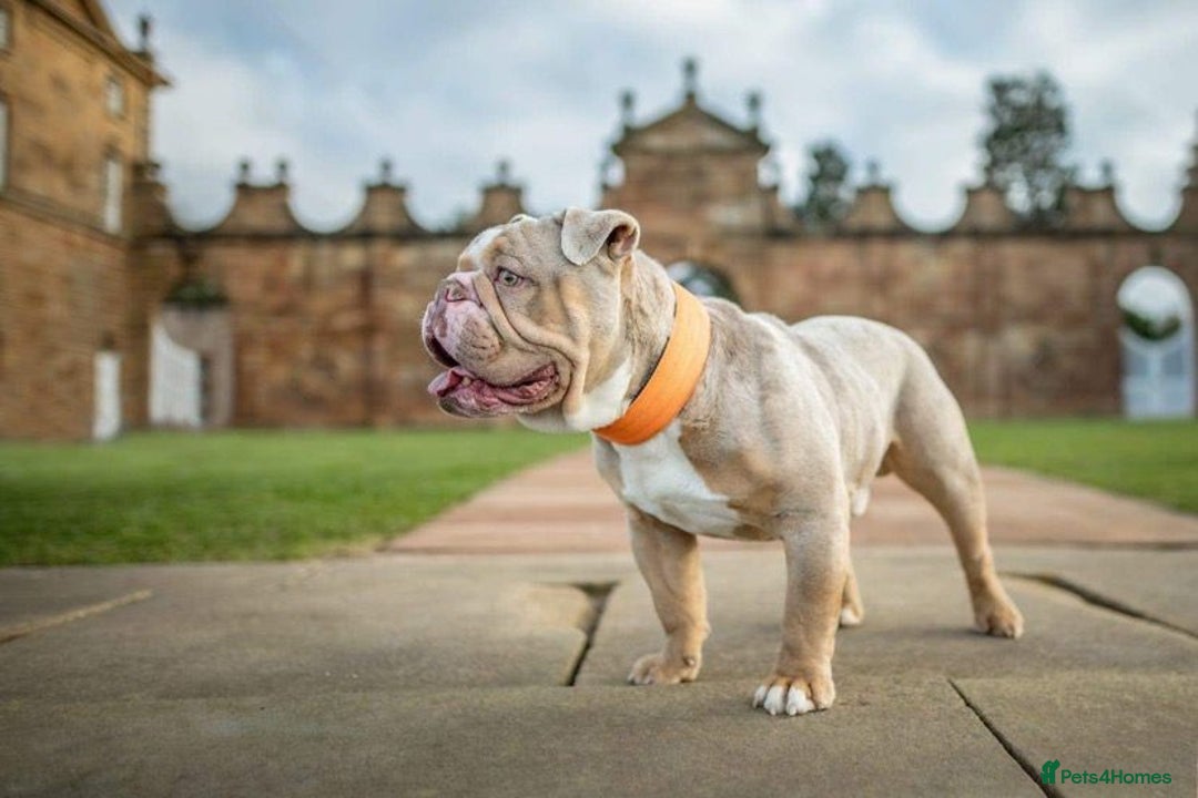 English Bulldog dogs for sale: Male Lilic Meril Englosh Bulldog - Image 3
