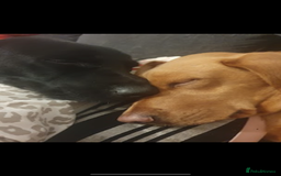Labrador Retriever dogs for sale: Beautiful Labrador puppies - Image 6