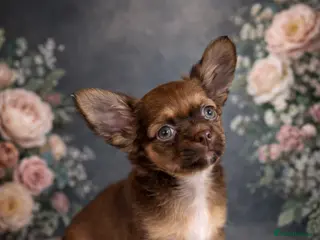 Chihuahua dogs ✨ Exceptional Chihuahua Puppies Forever 🏡 Only💖 - Advert 1