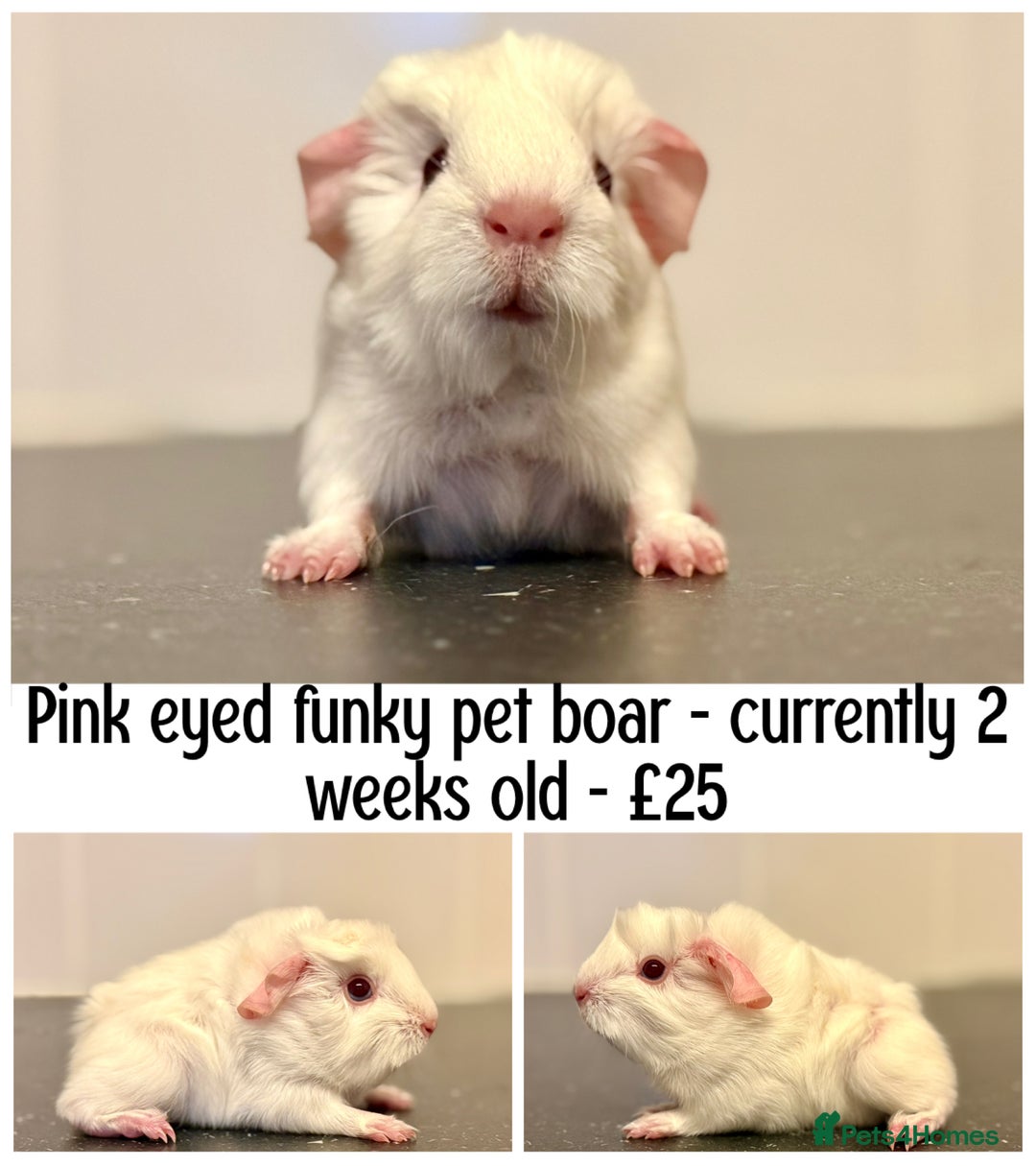 Guinea Pig rodents for sale: Selection of pigs - Advert 5