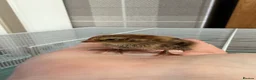 Quail poultry for sale: Coturnix quail chics - Advert 20
