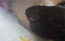Mixed Breed cats for sale: 4 x Kittens - Image 5