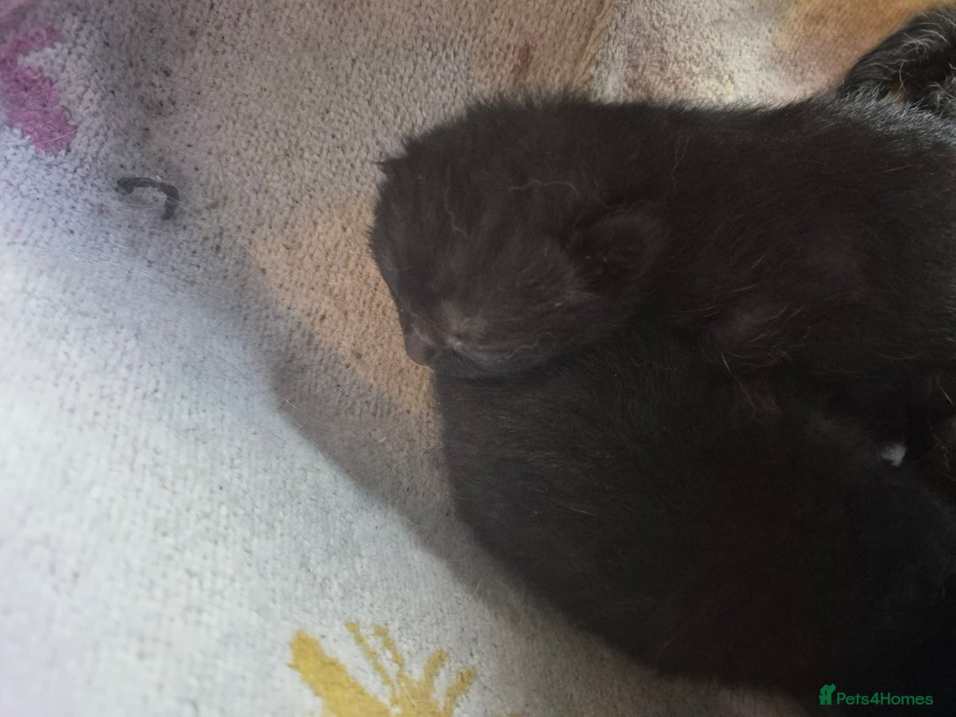Mixed Breed cats for sale: 4 x Kittens - Image 5
