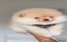 Pomeranian dogs for sale: Beautiful original pomeranians - Image 4