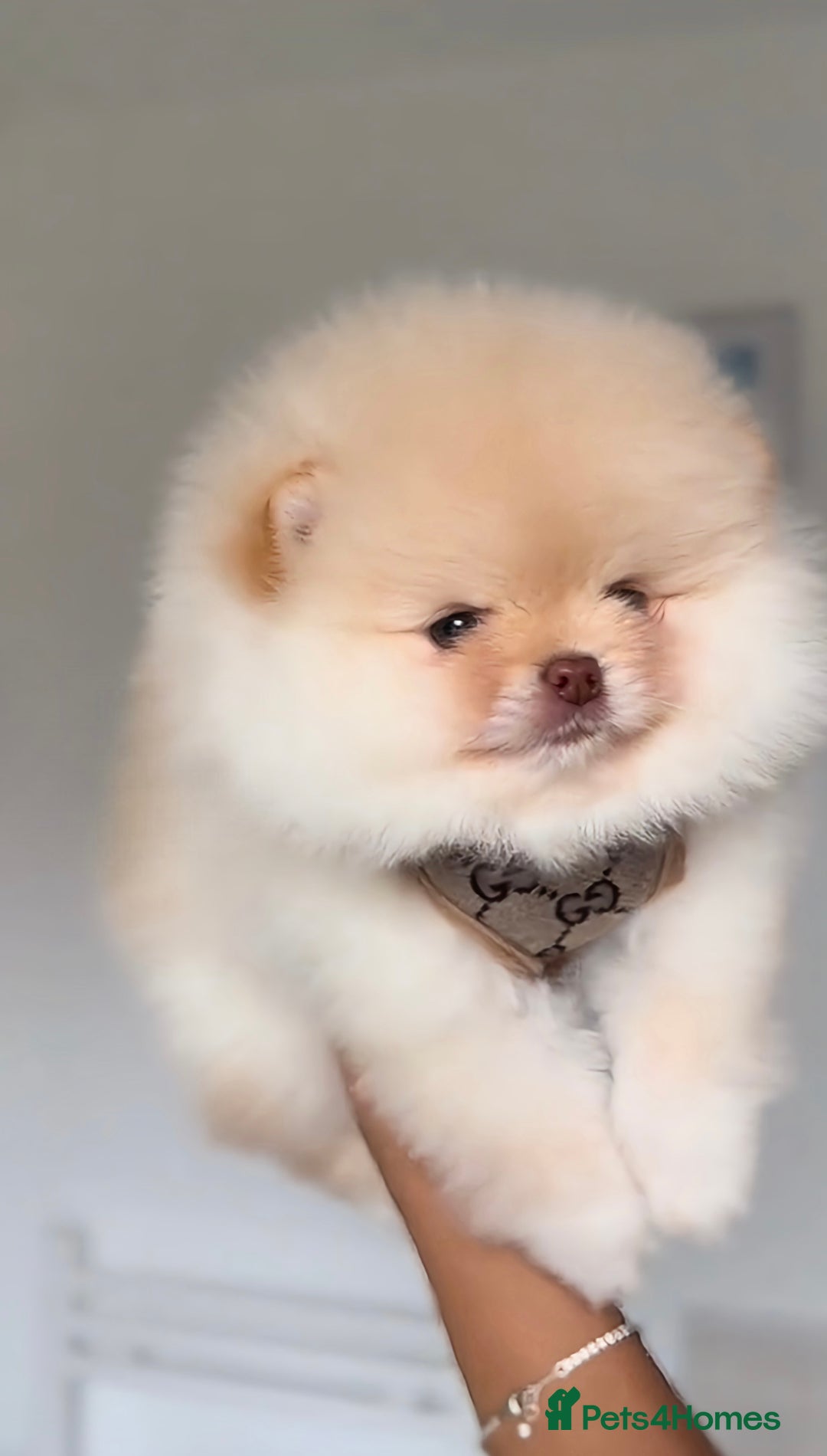 Pomeranian dogs for sale: Beautiful original pomeranians - Image 4