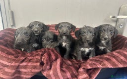 Bedlington Terrier dogs for sale: F1 Bedlington x Whippet puppies - Image 4