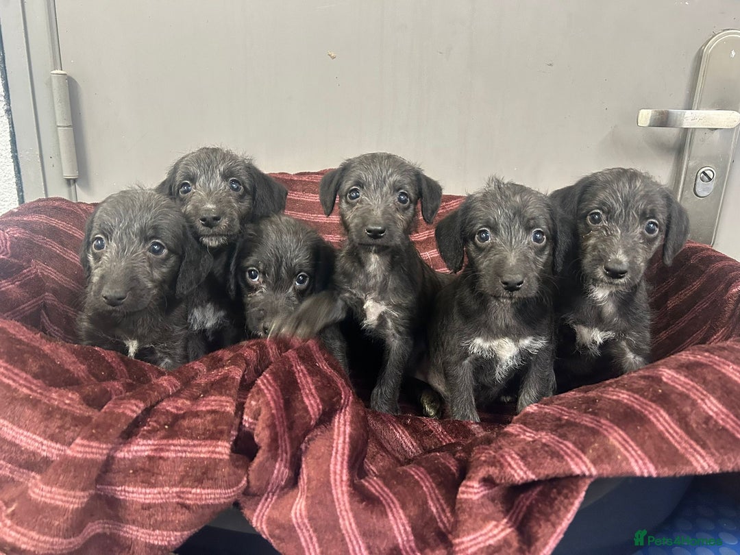 Bedlington Terrier dogs for sale: F1 Bedlington x Whippet puppies - Image 4