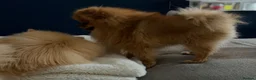 Pomeranian dogs for stud:  **  Pomeranian stud  - Advert 8