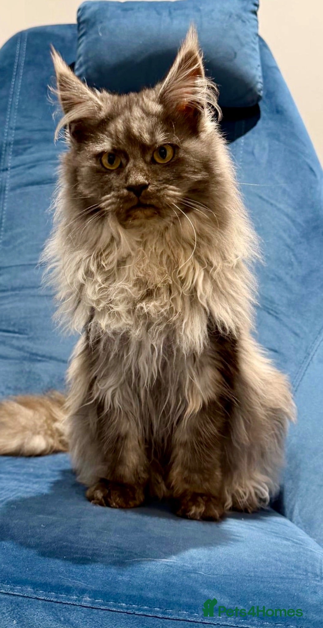 Maine Coon cats XL MAINE COON KITTENS UNIQUE COLOUR XL BLOODLINE - Advert 2