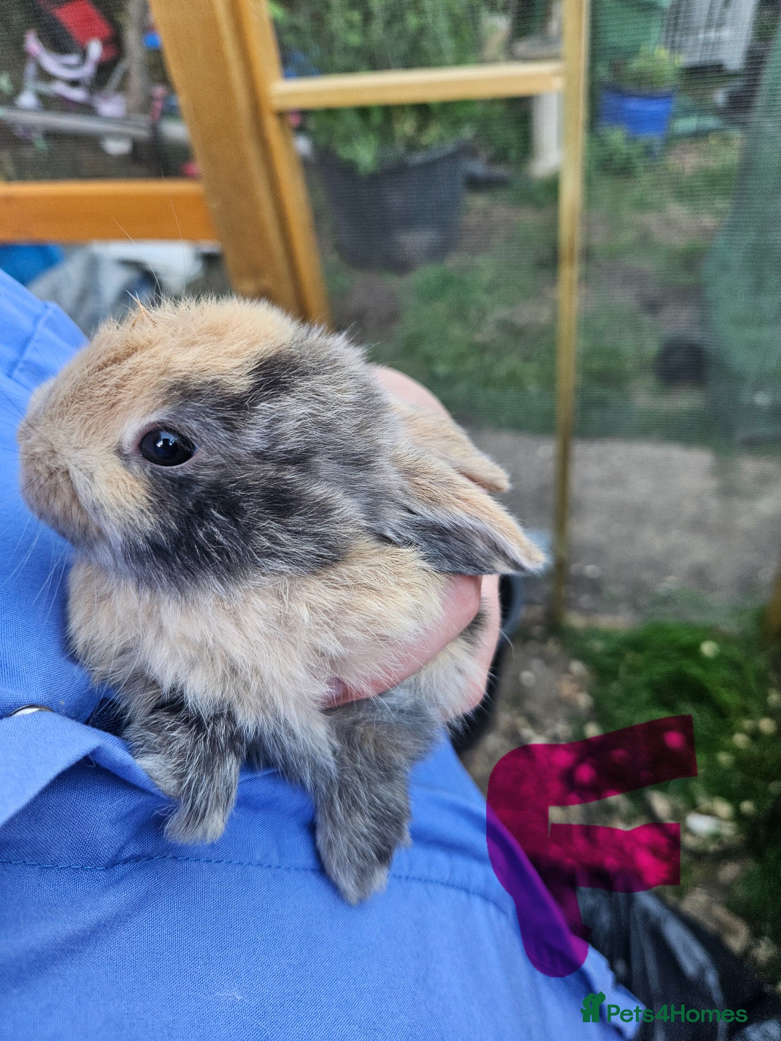 Mixed Breed rabbits Minilopxamericanblue  - Advert 1