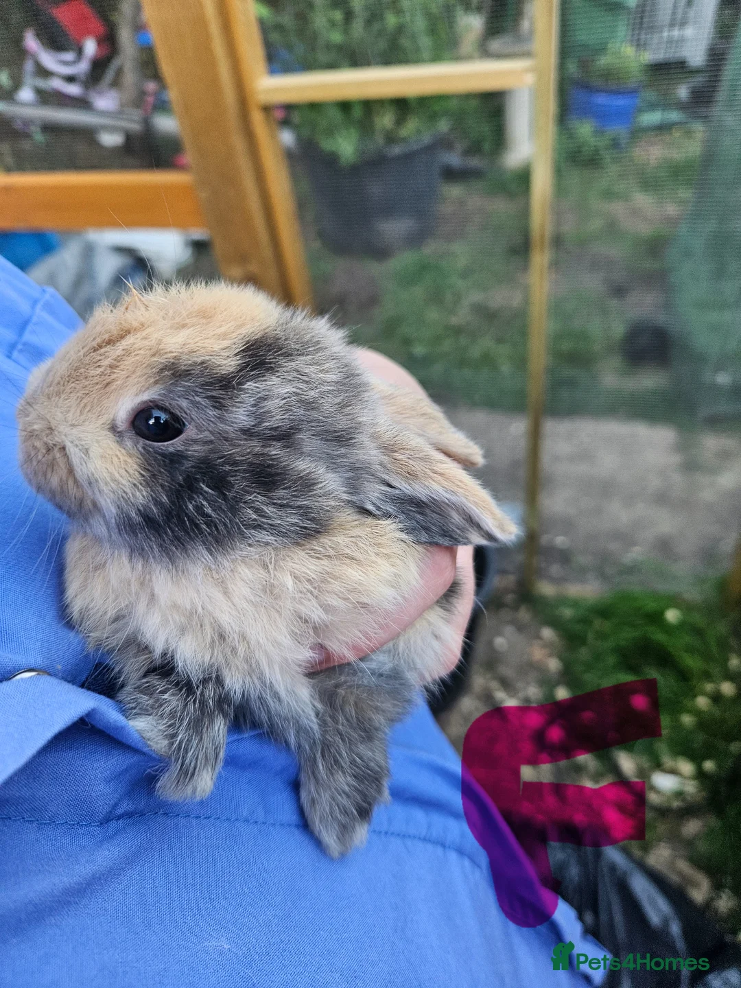 Mixed Breed rabbits for sale: Minilopxamericanblue  - Advert 1