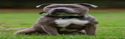 Staffordshire Bull Terrier dogs for sale: Amazing Staffordshire bull terrier litter!  in Welwyn Garden City - Advert 37