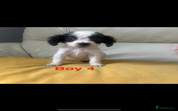 Cockapoo dogs for sale: Cockapoo puppies  - Image 5