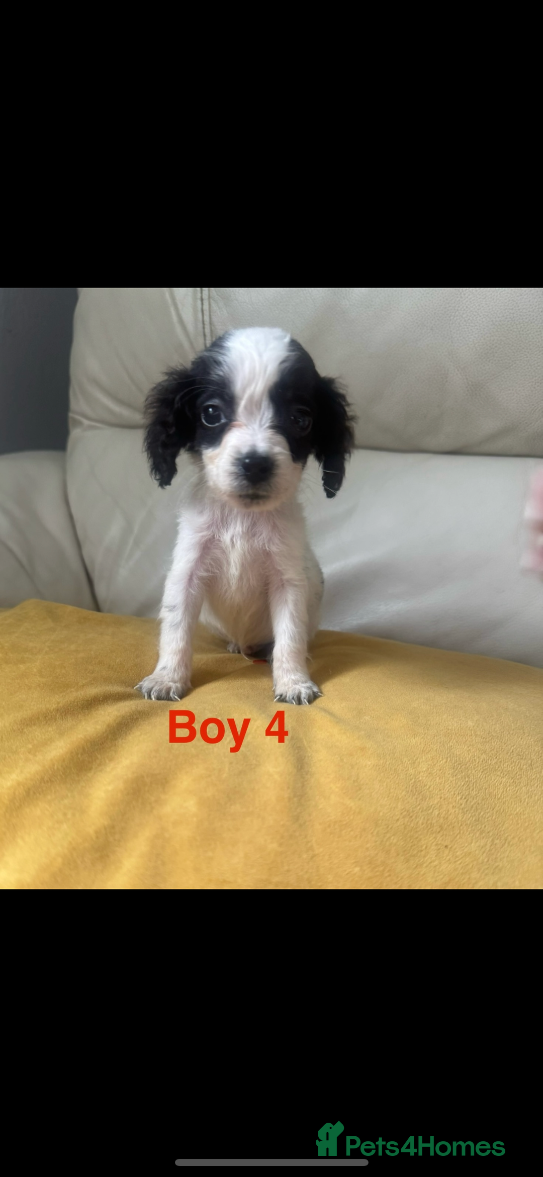 Cockapoo dogs for sale: Cockapoo puppies  - Image 5