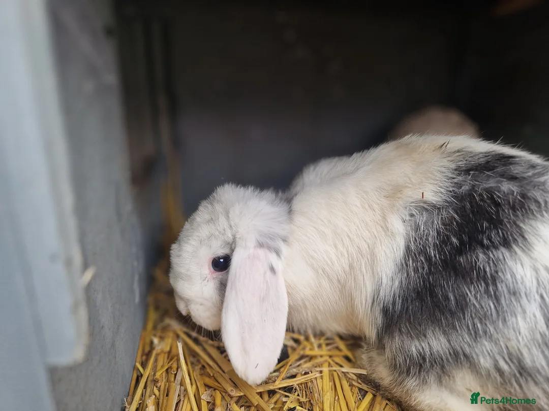 Mini Lop rabbits for sale: Super Cute Purebred Mini Lop Babies- m and f  - Advert 12