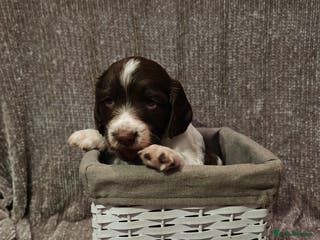 Sprocker dogs Exceptional F1B Sprocker Puppies - Advert 9