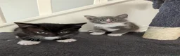 Mixed Breed cats for sale: Kittens for sale in Nottingham - Advert 2