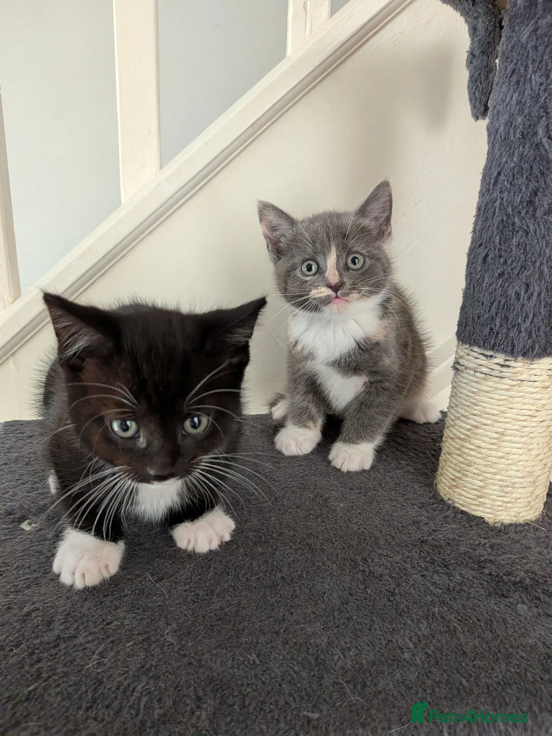 Mixed Breed cats for sale: Kittens for sale in Nottingham - Advert 2