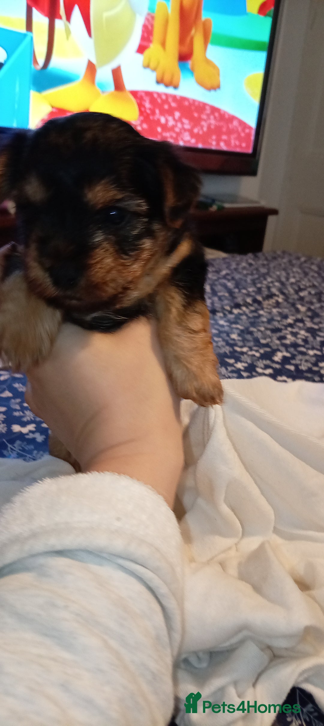 Yorkshire Terrier dogs for sale: Yorkshire - Image 4