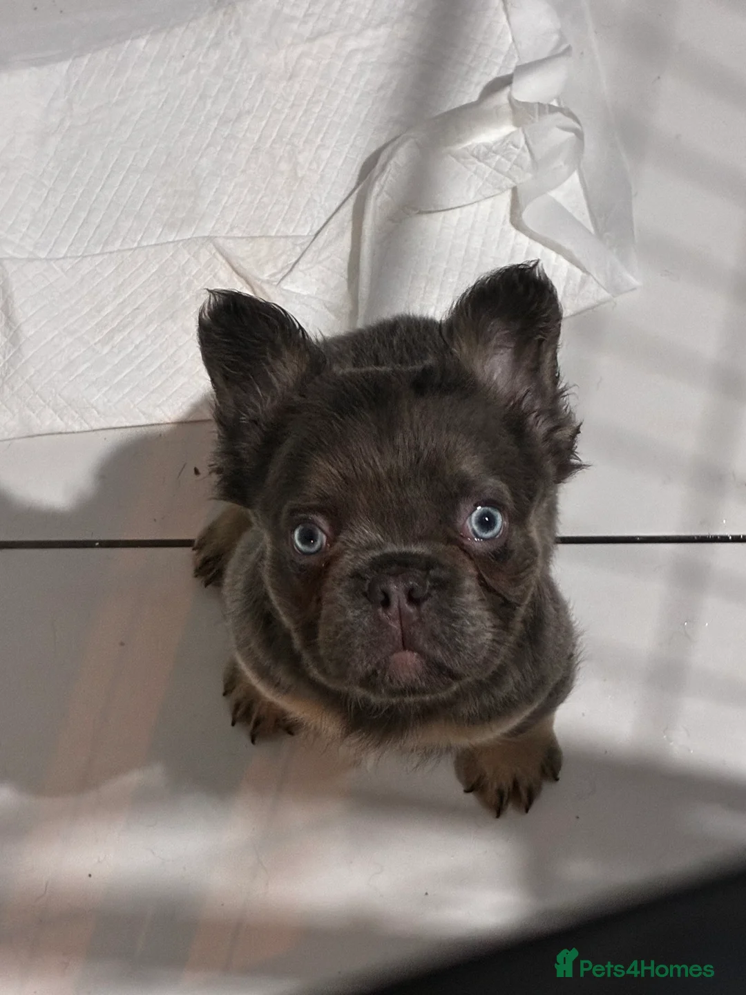 French Bulldog dogs for sale: Fluffy French Bulldogs Visual pink to make you 😉  - Advert 2