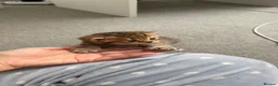 Scottish Fold cats for sale: Gorgeous stripped Scottish straight kittens - Advert 5