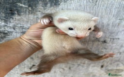 Ferret rodents for sale: Ferret kits  - Image 7