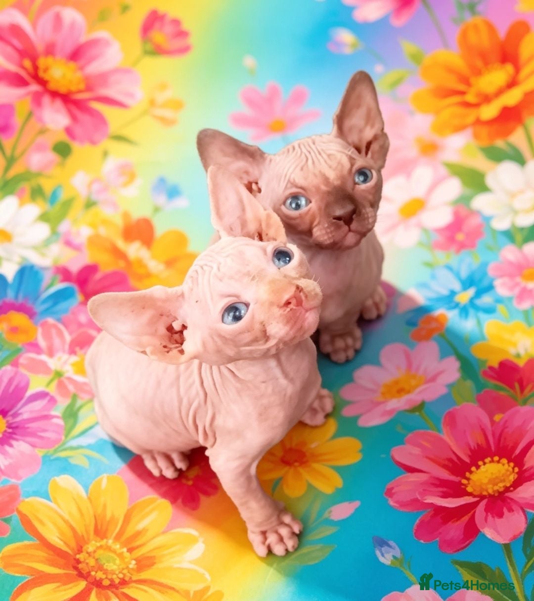Sphynx cats GORGEOUS SPHYNX KITTENS - Advert 13