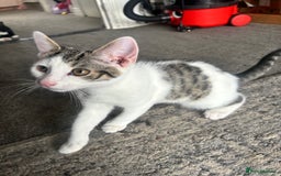 Domestic Shorthair cats for sale: 3 beautiful kittens left  - Image 2