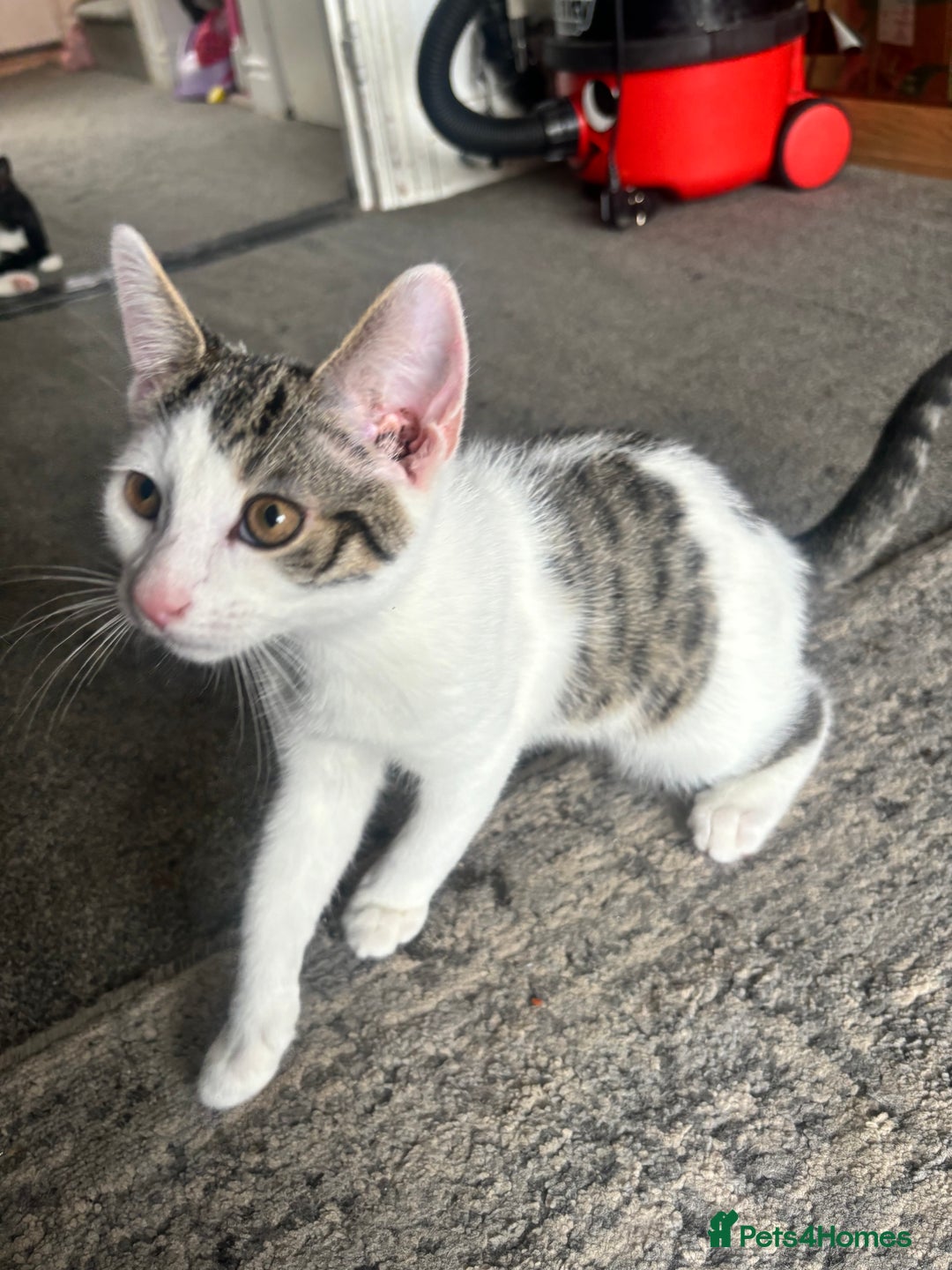 Domestic Shorthair cats for sale: 3 beautiful kittens left  - Image 2