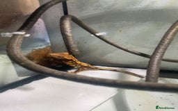 Gecko reptiles for sale: Male crested gecko and tank - Image 1