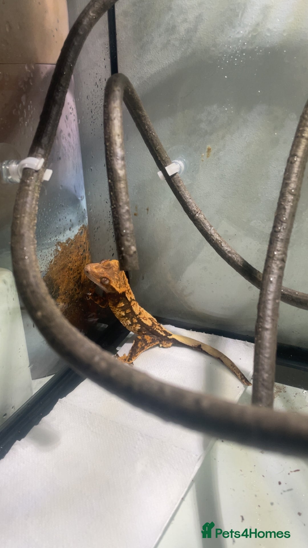Gecko reptiles for sale: Male crested gecko and tank - Image 1